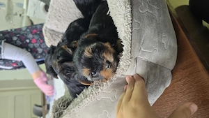 Yorkshire terrier - imagine 3