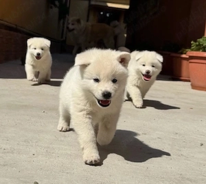 Akita Inu 