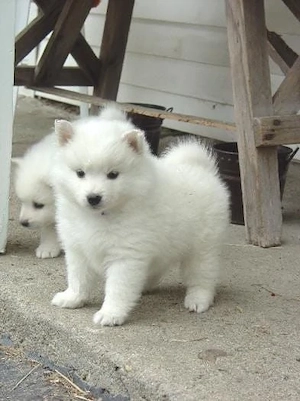 Akita Inu 