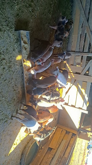 pretul este 190 pentru toti la gramadă la bucată difera pretul - imagine 3