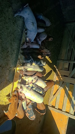 pretul este 190 pentru toti la gramadă la bucată difera pretul - imagine 4