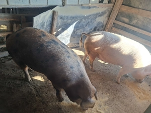 Vand porc gras 