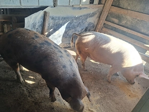 Vand porc gras  - imagine 2