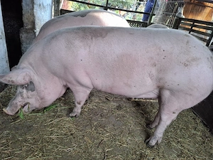 2 porci de 300kg si 270kg - imagine 4