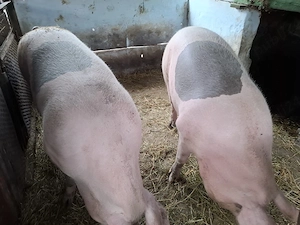 2 porci de 300kg si 270kg