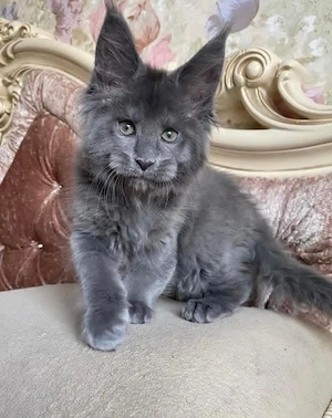 Maine Coon 