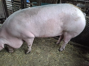 2 porci de 300kg si 270kg