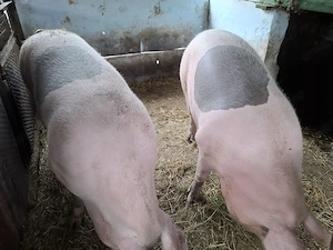 2 porci de 300kg si 270kg - imagine 5