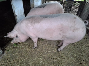 2 porci de 300kg si 270kg - imagine 4