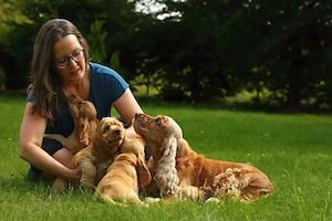 Cocker Spaniel Englez Auriu Pui Adorabil