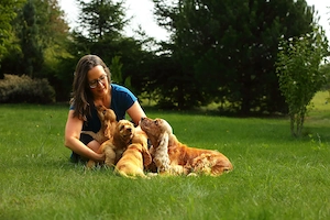 Cocker Spaniel Englez Auriu Pui Adorabil - imagine 4