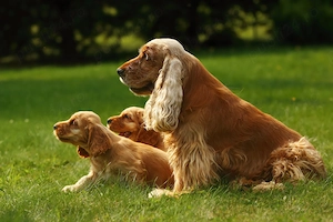 Cocker Spaniel Englez Auriu Pui Adorabil - imagine 3