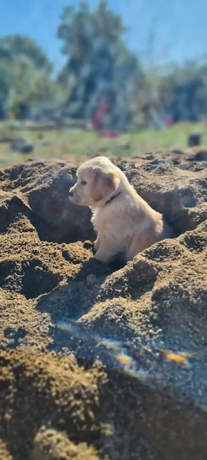Pui Golden Retriever  o fetita și un băiat 