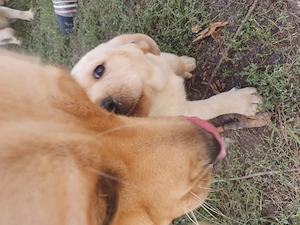 Cățeluși labrador cauta o noua gazda! - imagine 3
