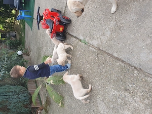 Cățeluși labrador cauta o noua gazda! - imagine 2
