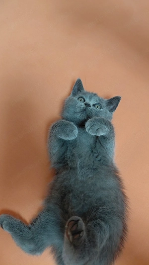 Pisica British Shorthair - imagine 2