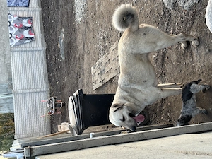  Pui de Kangal   Frumusețe, noblețe și loialitate!  - imagine 4