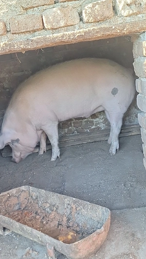 De vânzare 
