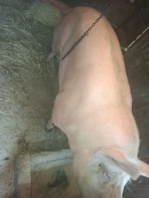 Porc Landrace - imagine 2
