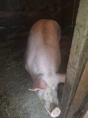 Porc Landrace - imagine 5