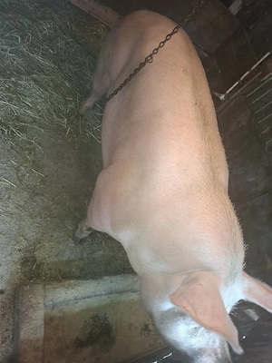 Porc -Landrace- - imagine 3