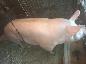 Porc Landrace