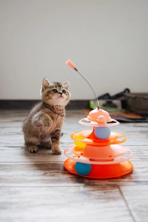 british shorthair golden black tabby - imagine 2