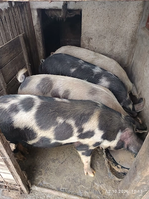 Vând porci de țară 