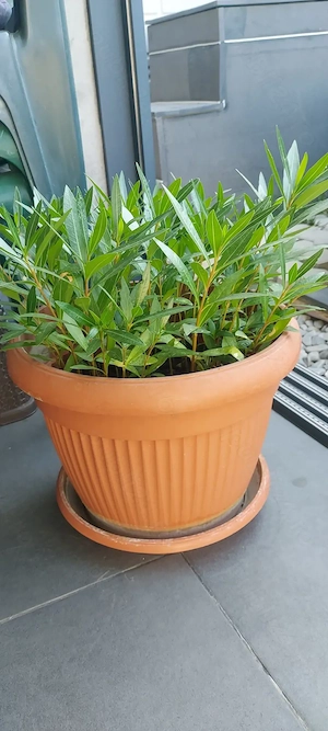 Pui de leandru roz, 5 lei firul