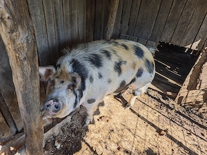 Purcea de vânzare și doi porci - imagine 2