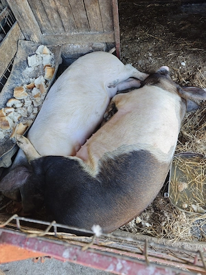 Purcea de vânzare și doi porci