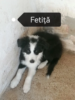 Puiuți Border Collie 