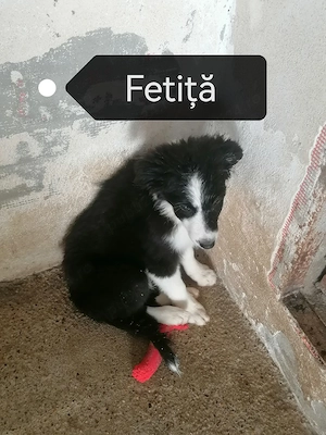 Puiuți Border Collie  - imagine 3