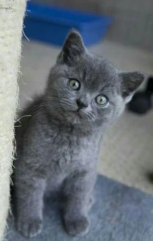 British Shorthair blue 