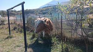 Vaca balteasca românească gestanta 
