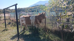 Vaca balteasca românească gestanta  - imagine 3
