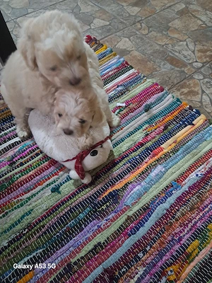 vand catel bichon  - imagine 2