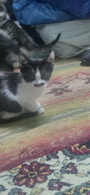 pisici pentru adopție  - imagine 2