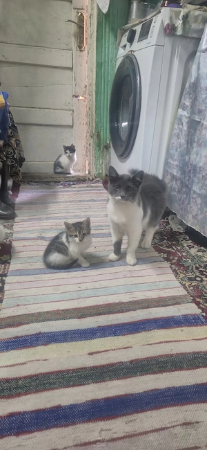 pisici pentru adopție  - imagine 4