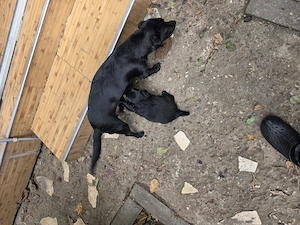 Căței gratis talie mică  spre adopție  - imagine 4