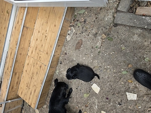 Căței gratis talie mică  spre adopție  - imagine 5