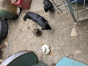 Căței gratis talie mică  spre adopție  - imagine 2