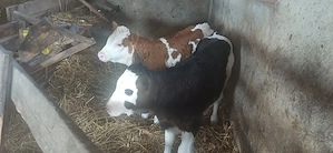 Disponibile 3 vitele Tg mures - imagine 2