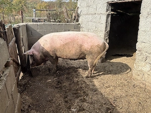 Marele alb caut casă noua