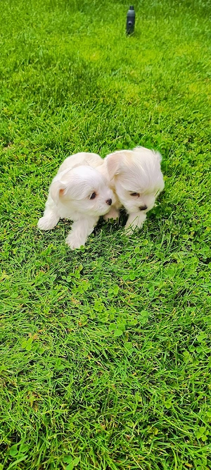 Bichon maltez talie mica! - imagine 2