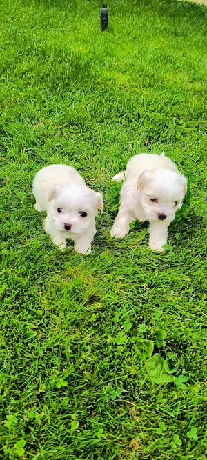 Bichon maltez talie mica! - imagine 3