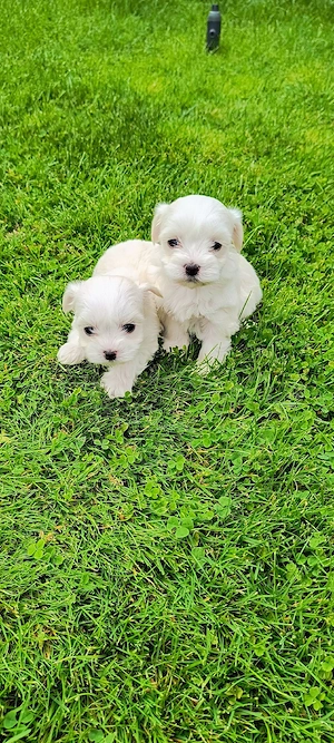 Bichon maltez talie mica!
