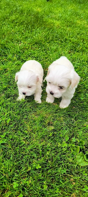Bichon maltez talie mica! - imagine 5