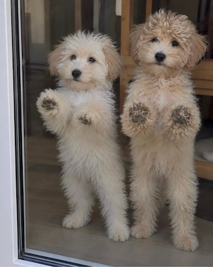 Băiețel Maltipoo jucăuș și afectuos