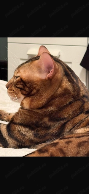 Bengal Cat